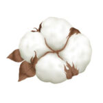 Cotton Icon