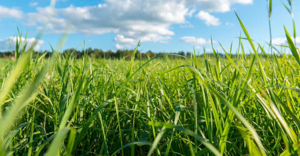 Geapack utilizza materiali di origine vegetale per la realizzazione di packaging