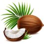 immagine noce di cocco