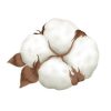 Cotton Icon