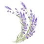 immagine lavanda